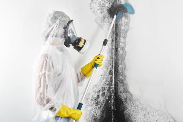 Best Mold Remediation for Rental Properties  in Bryn Mawr, PA