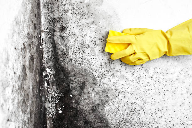 Mold Odor Removal Services in Bryn Mawr, PA