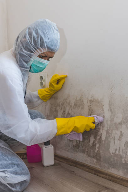 Best Air Quality Testing for Mold Spores  in Bryn Mawr, PA